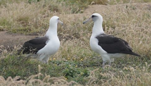 Oahu albatrosy