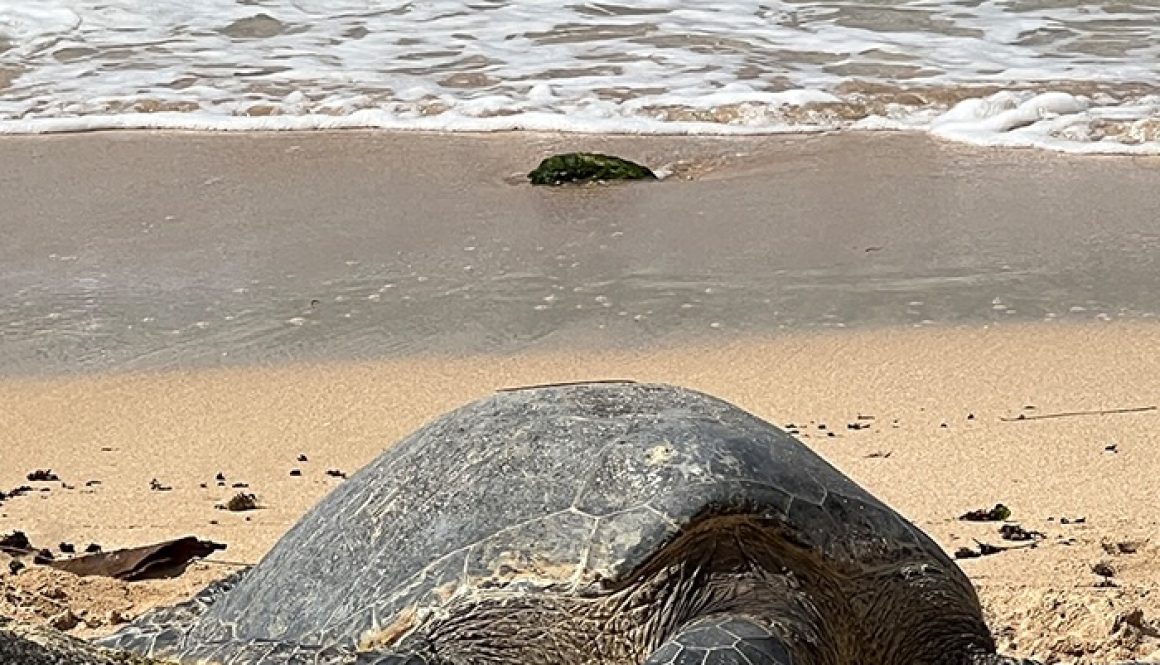 Nortshore Wycieczki na Hawajch