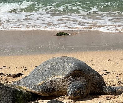Nortshore Wycieczki na Hawajch