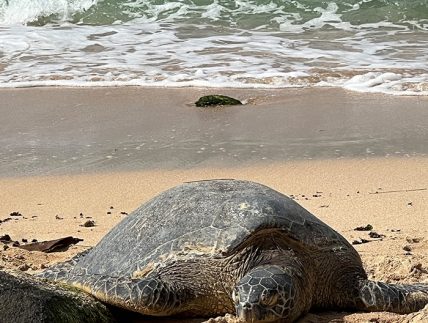 Nortshore Wycieczki na Hawajch